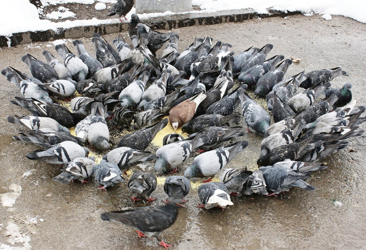 Коллективный обед - Галина Нестратова