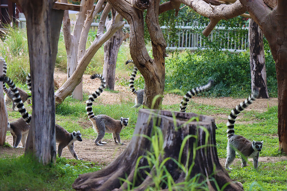 Лемурчики... - Галина Ильясова