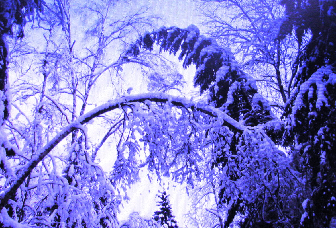 Под тяжестью снега - Людмила Смородинская