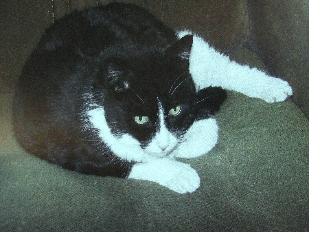 Замёрз на улице - Людмила Смородинская