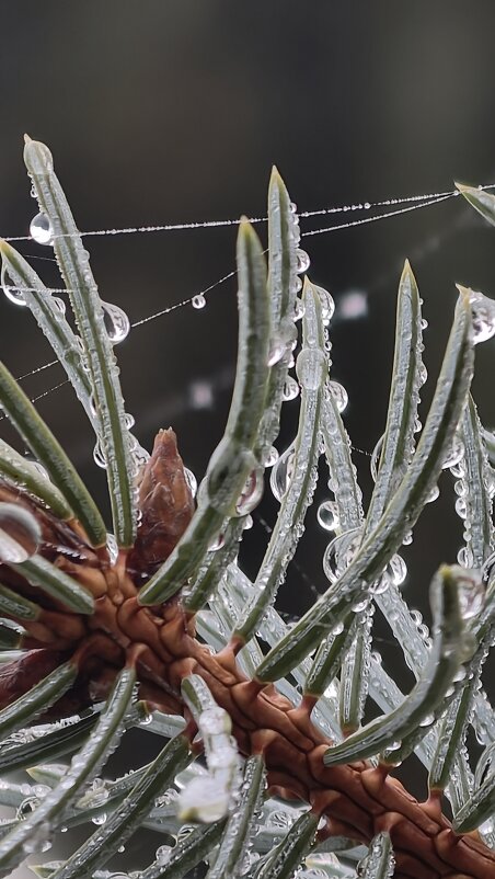 После дождя - Мариша 