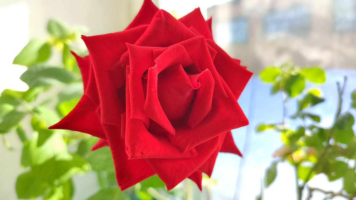 За окном капель. Февраль - Валентина Богатко За окном капель. Февраль - Валентина Богатко