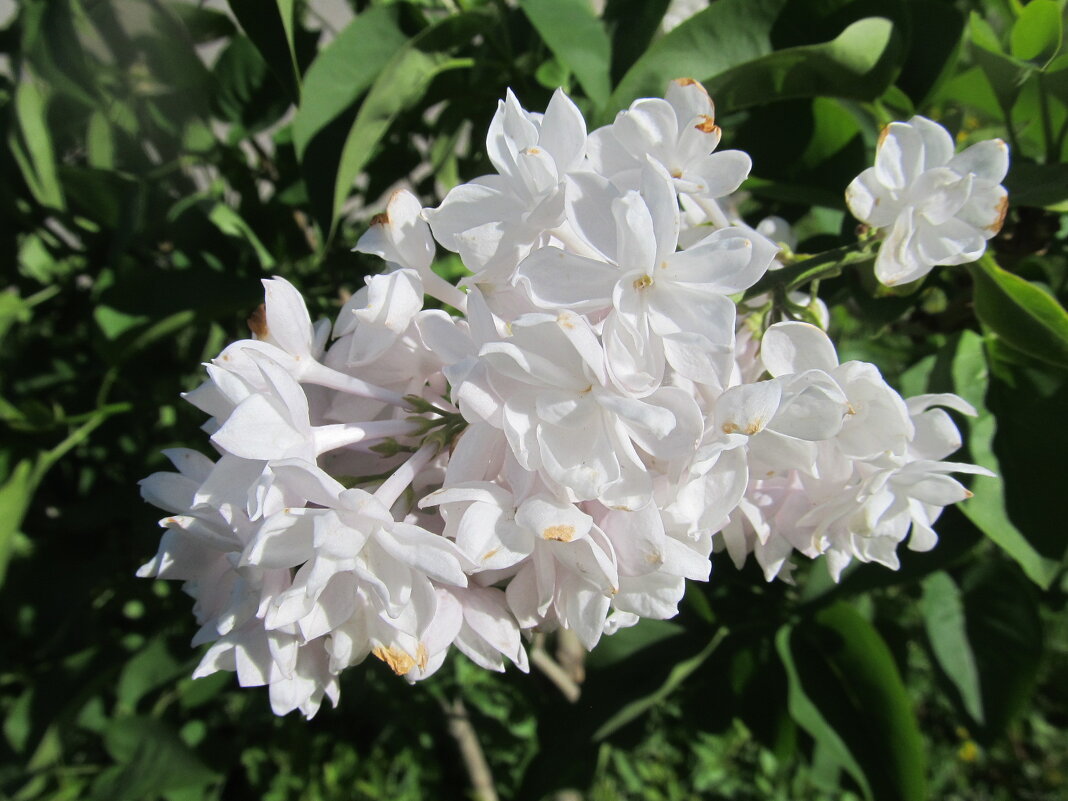 июнь - Елена Шаламова