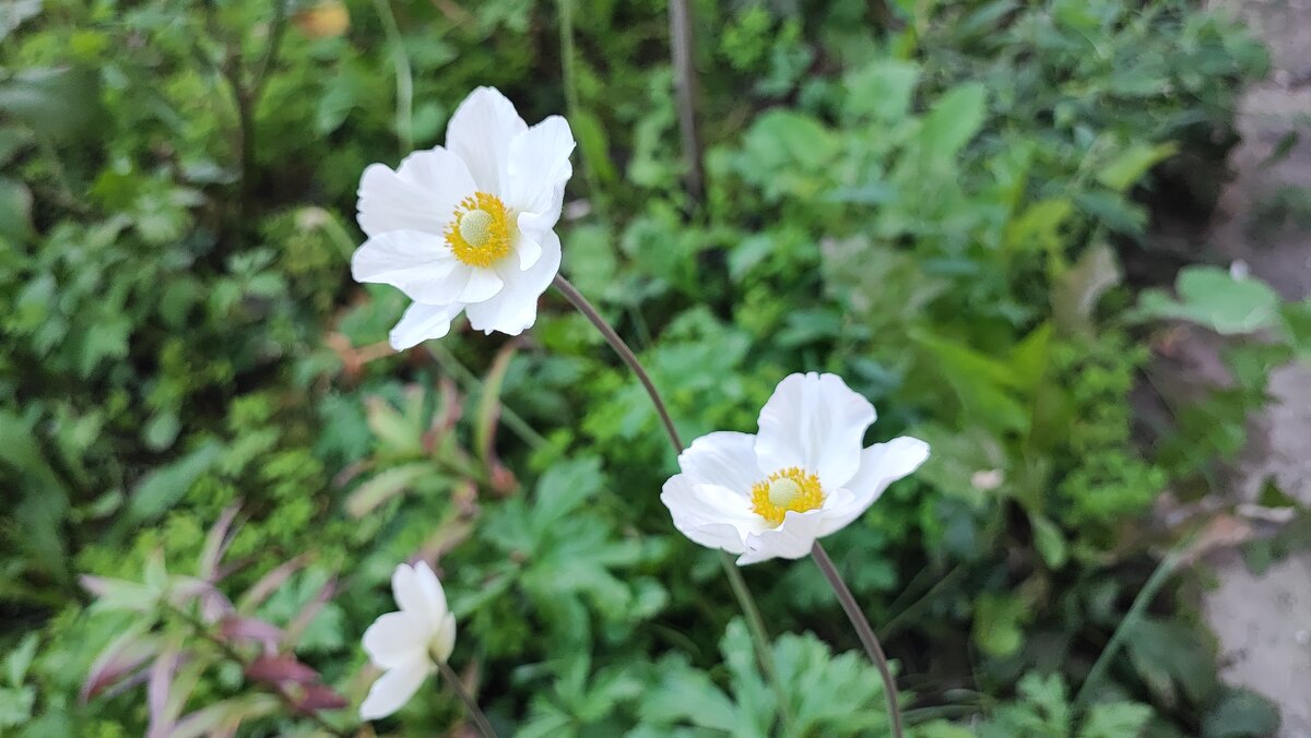 ,,, - Сергей Тимоновский