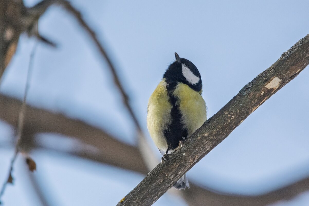 И где эта весна - Виктор Иванович Чернюк