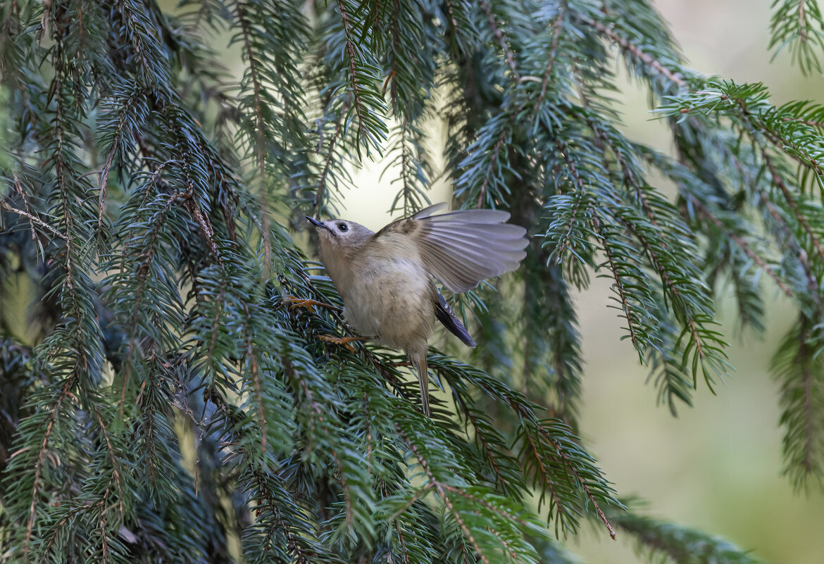 желтоголовый королек. - юрий макаров желтоголовый королек. - юрий макаров