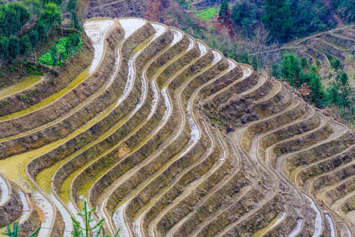 Рисовые поля в террасах - Георгий А
