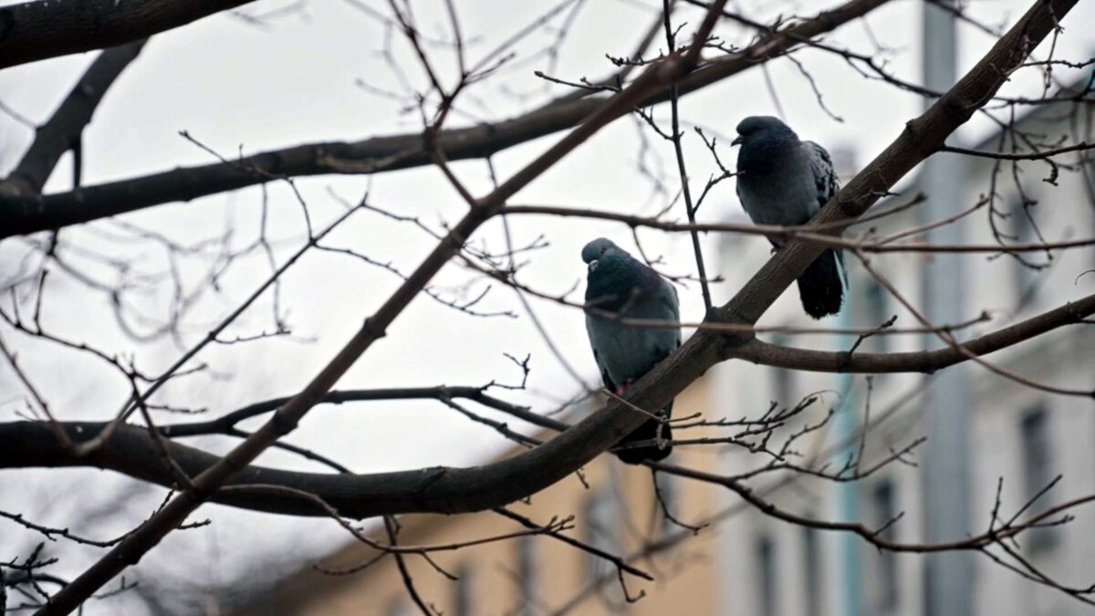 Предчувствие весны - Михаил Андреев