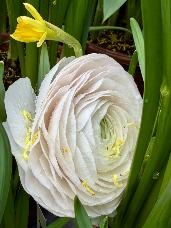 Цветы с выставки. - Pippa 