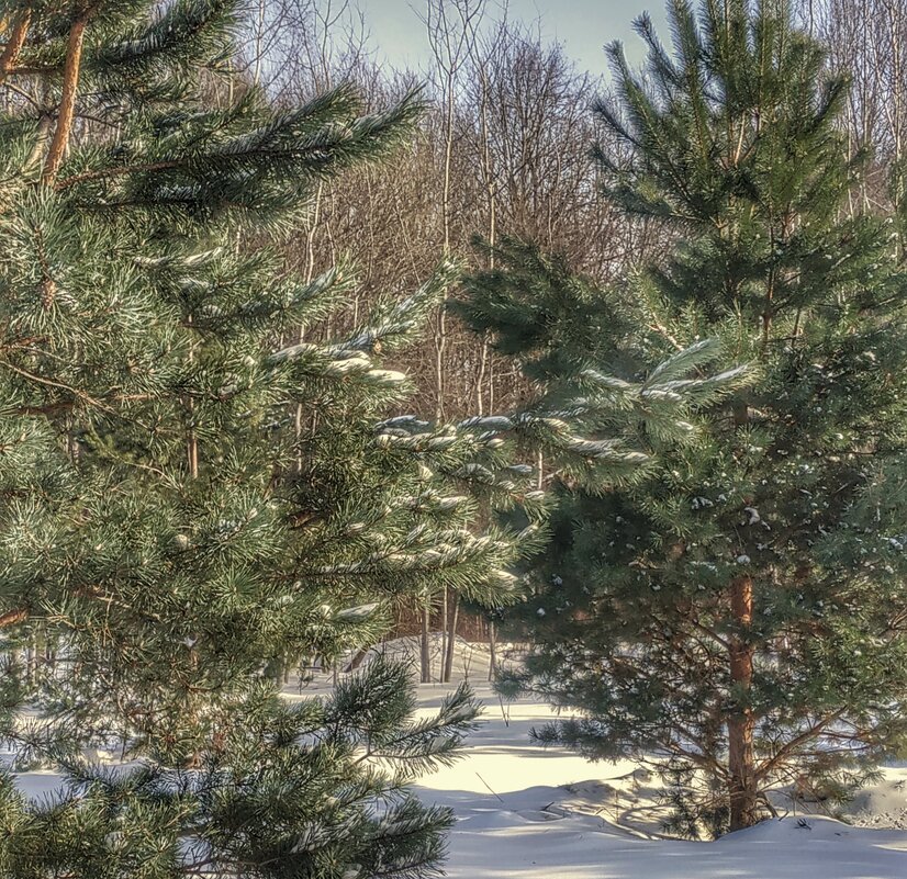 молодые ели - Валентина. .