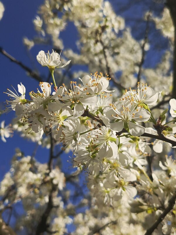 Ждем весну - Татьяна Пальчикова