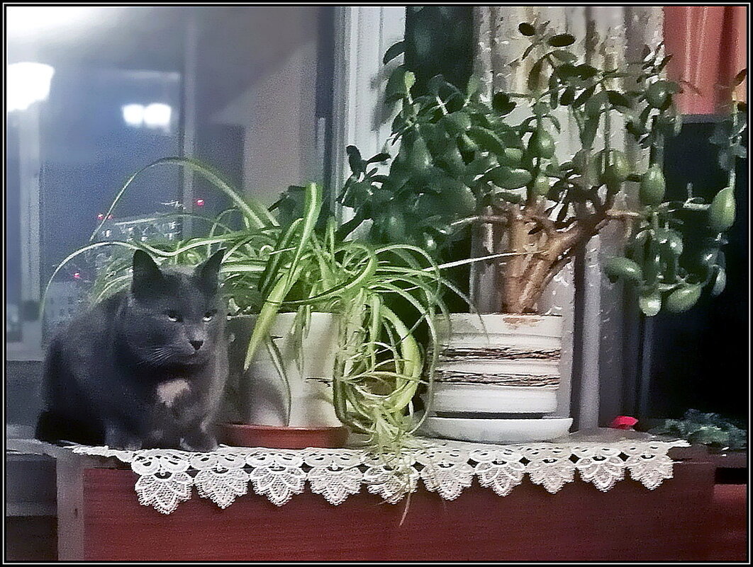 Басик в Москве - Ольга Довженко Басик в Москве - Ольга Довженко