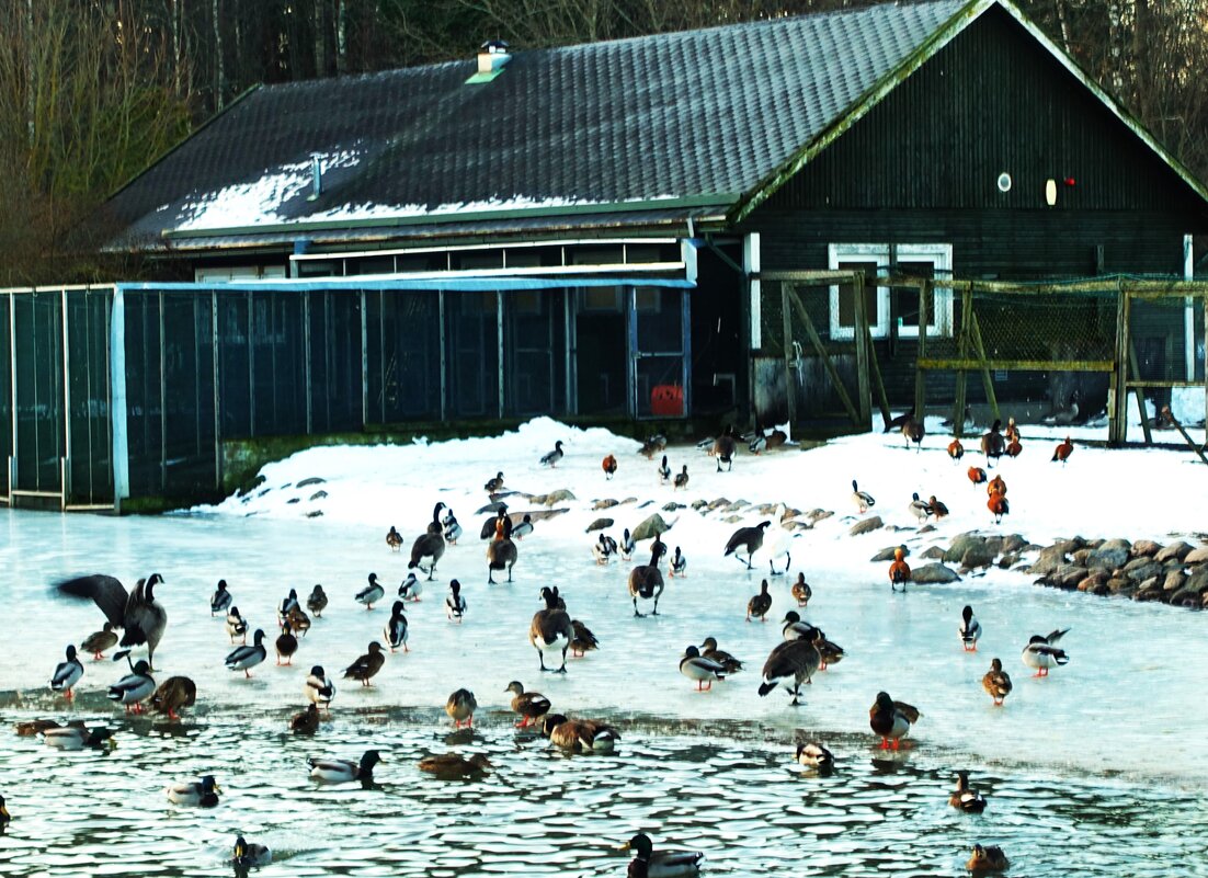 Потянулся птичий народ на обед.. - Aida10 