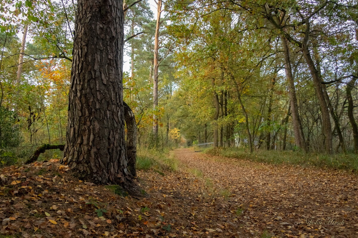 У старой сосны... - Николай Гирш