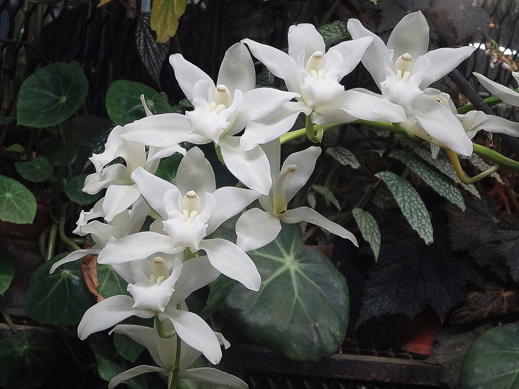 Белоснежная нежность - Лидия Бусурина