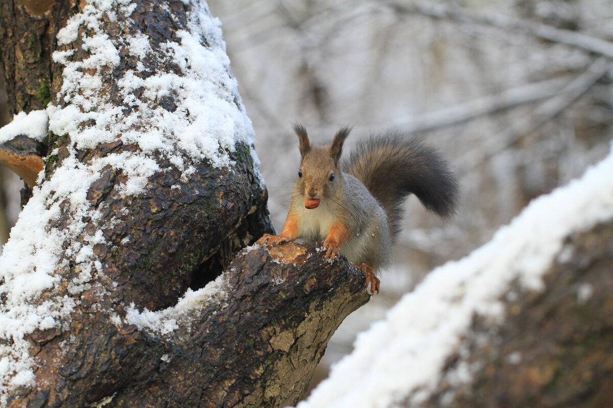 Парковый почти ручной житель - Ninell Nikitina Парковый почти ручной житель - Ninell Nikitina