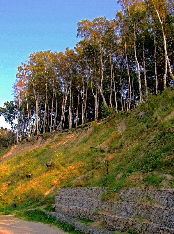 Березы дюн - Сергей Карачин Березы дюн - Сергей Карачин