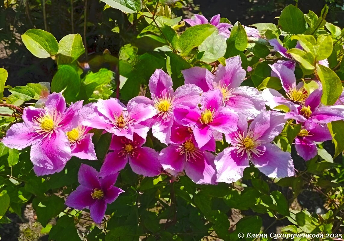 Клематисы - Елена Сухорученкова