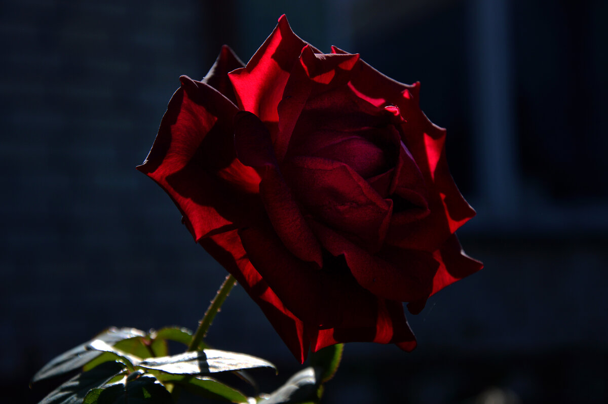 В контровом свете... - Надежда Куркина В контровом свете... - Надежда Куркина