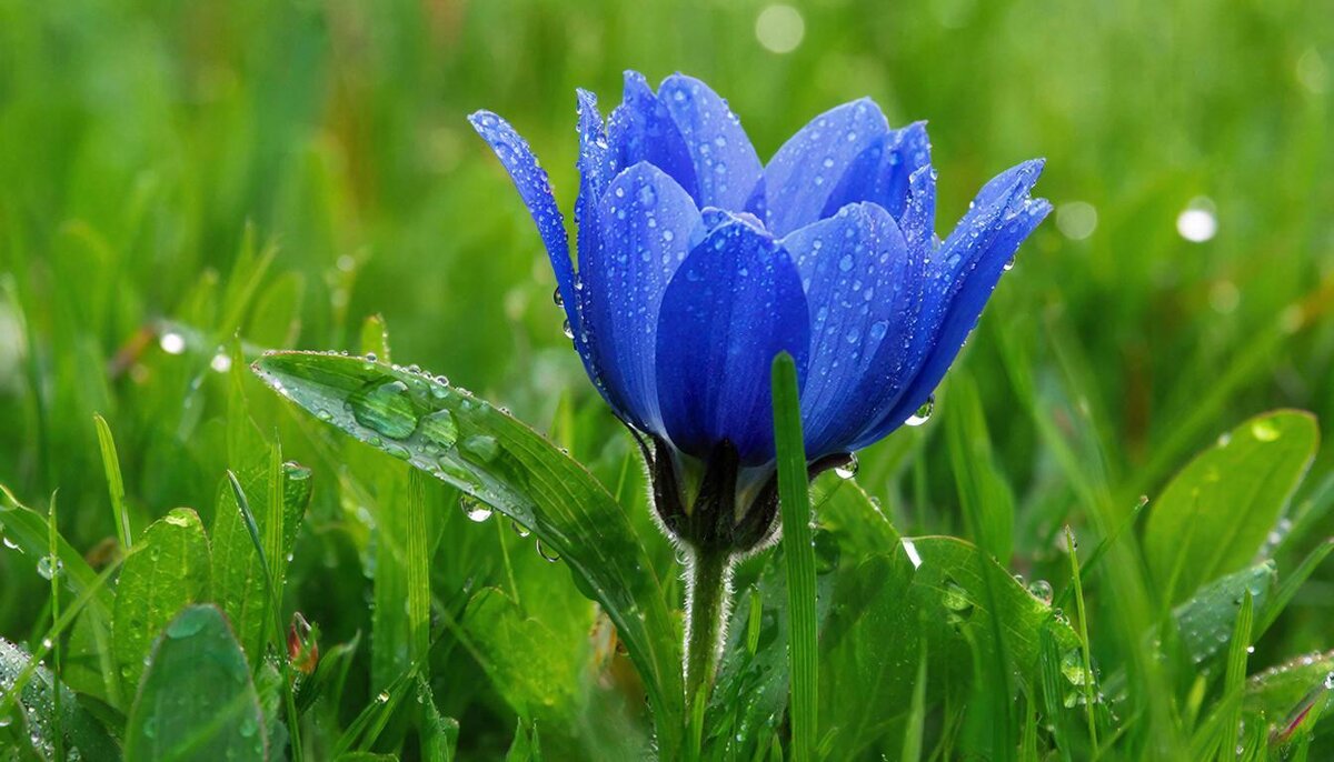 цветы - МАРИЯ ПОПОВА