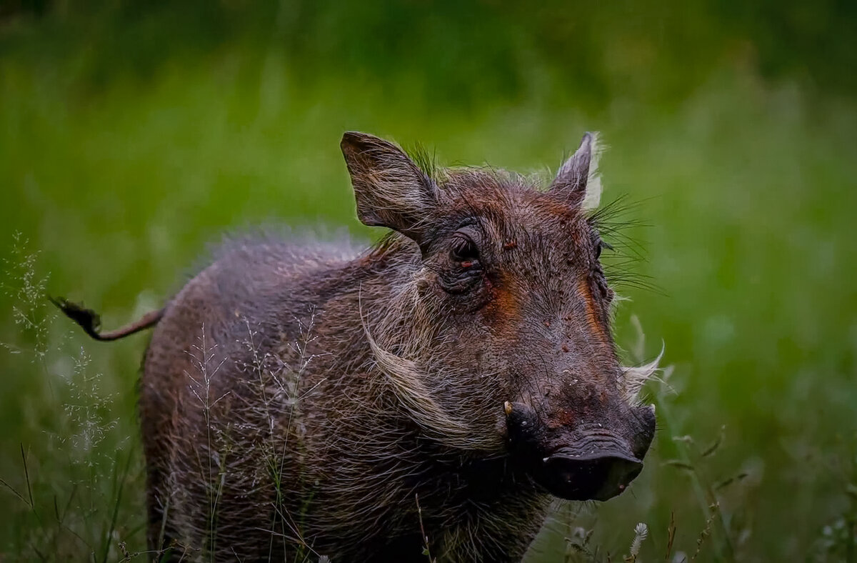 Африканский бородавочник - Aleksey Afonin