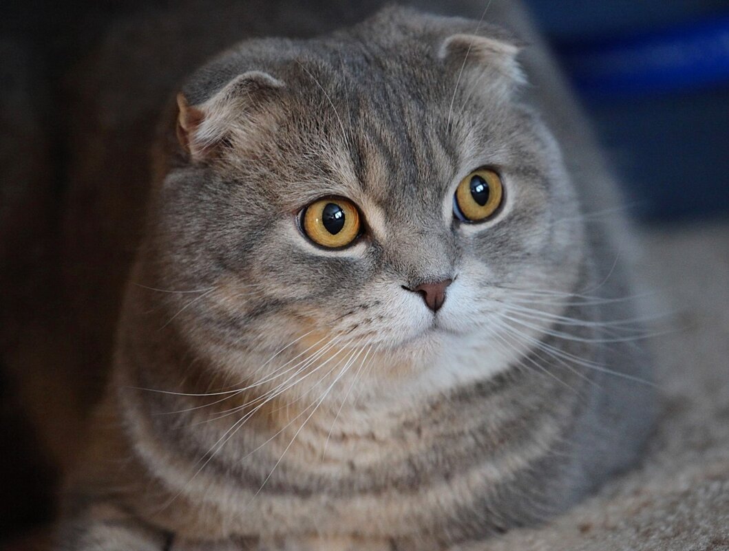 Портрет Тарасика - Галина Нестратова