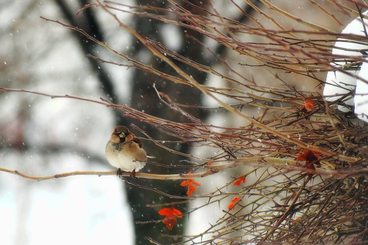 И снова снег, а так хочется тепла. - Татьяна Помогалова