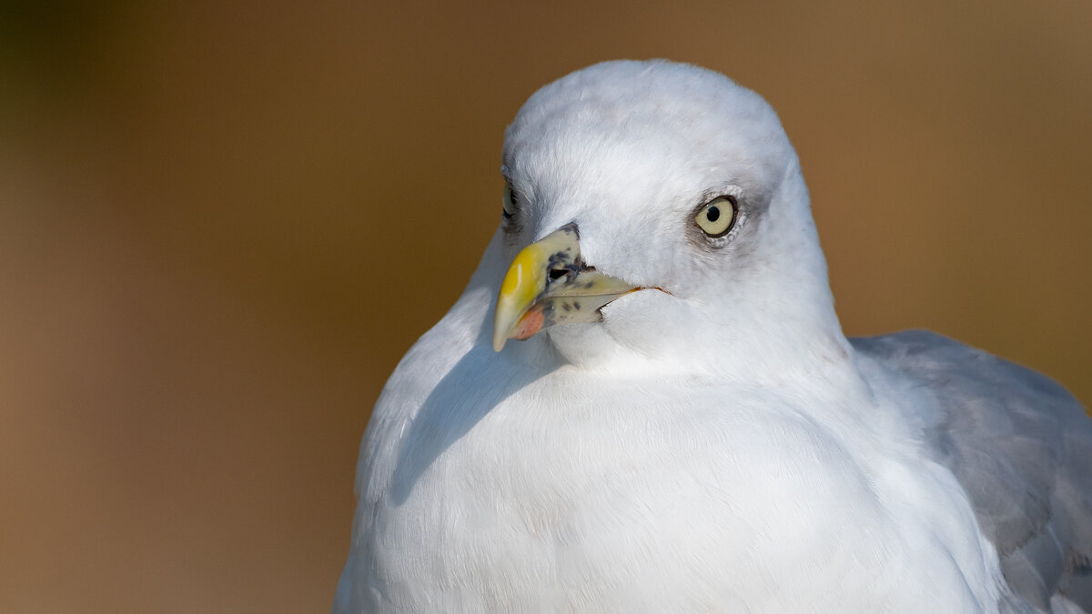 На морском берегу. Чайка. Фотосессия - Владимир Лазарев