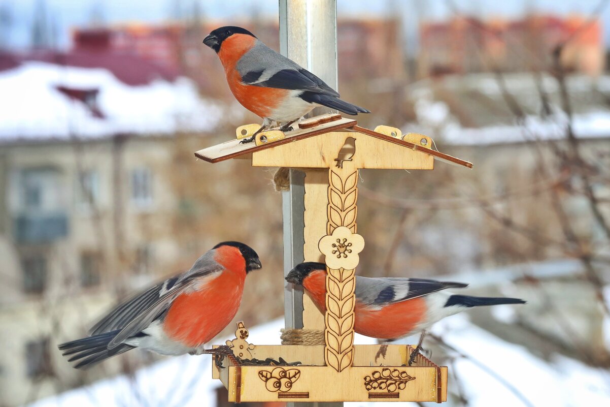 Сообразим "на троих"? - Татьяна Бравая