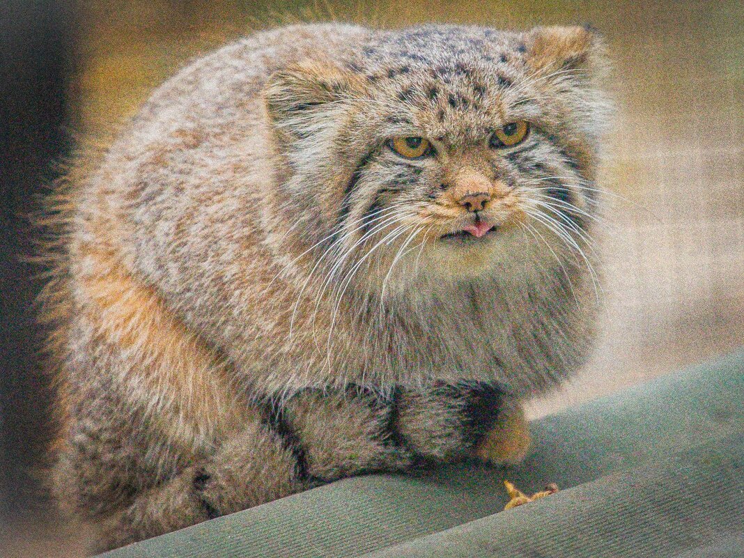 МАНУЛ - Аркадий Лаптенко