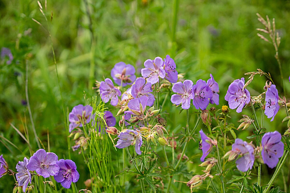 герань луговая журавельник - Владимир Кириченко