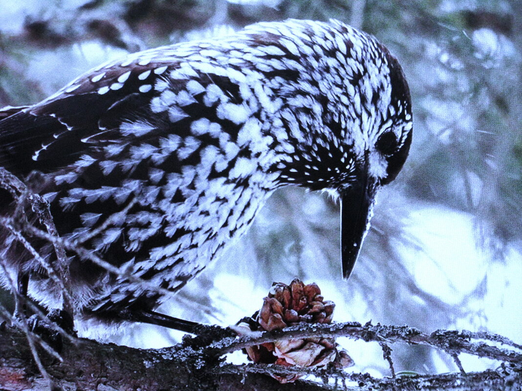 Нашла шишку кедровка - Людмила Смородинская Нашла шишку кедровка - Людмила Смородинская
