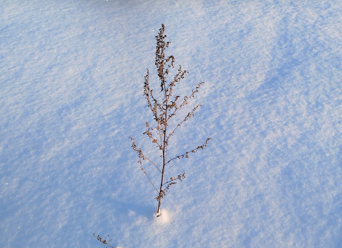 Веточка полыни - светлана льдокова