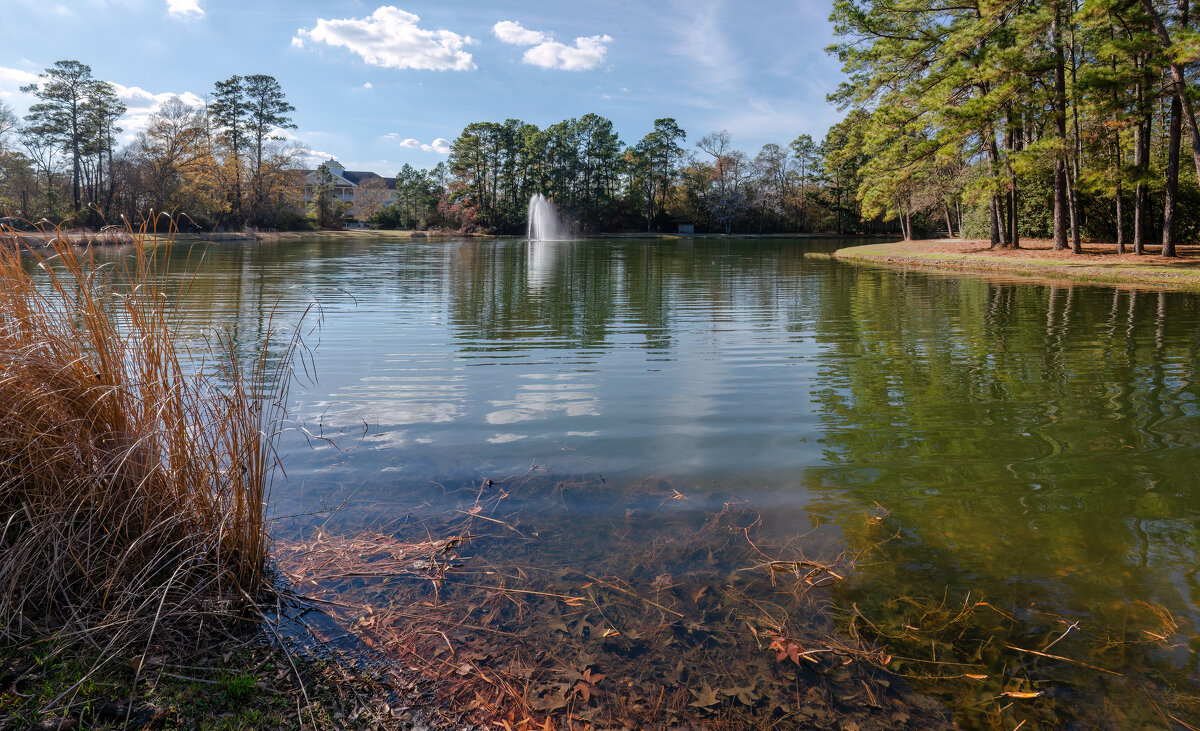 Пруд - **** vedin