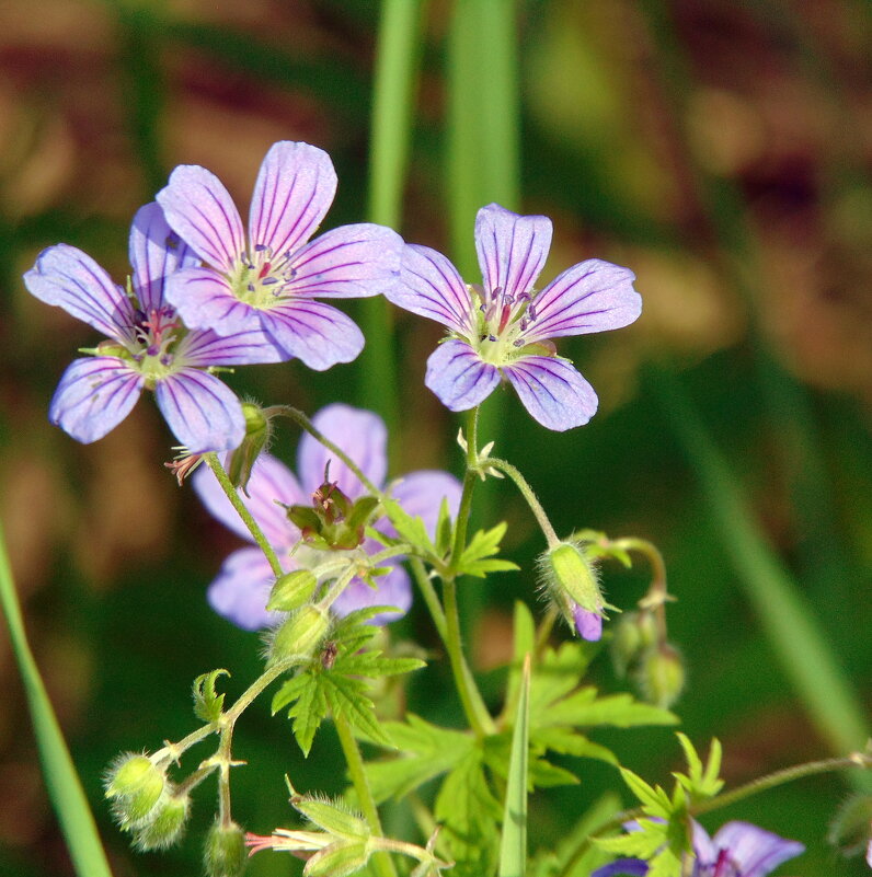 Герань лесная. - nadyasilyuk Вознюк Герань лесная. - nadyasilyuk Вознюк