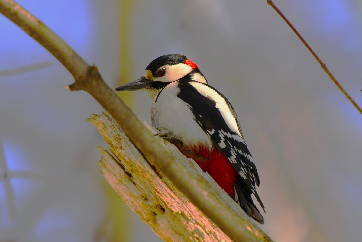 Дятел - Константин Анисимов