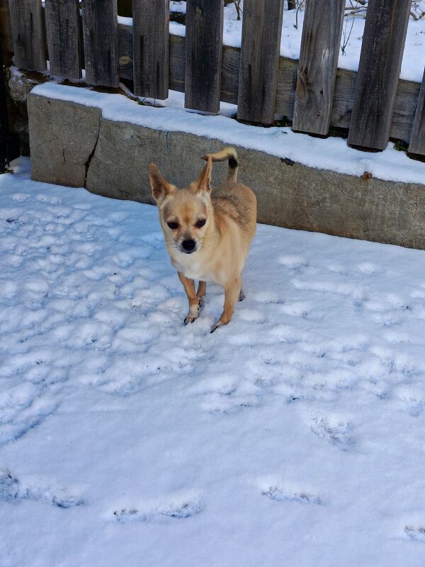 Тайсон на прогулке - Татьяна Пальчикова