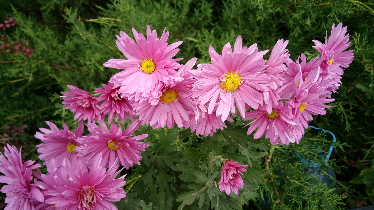 ,,, - Сергей Тимоновский