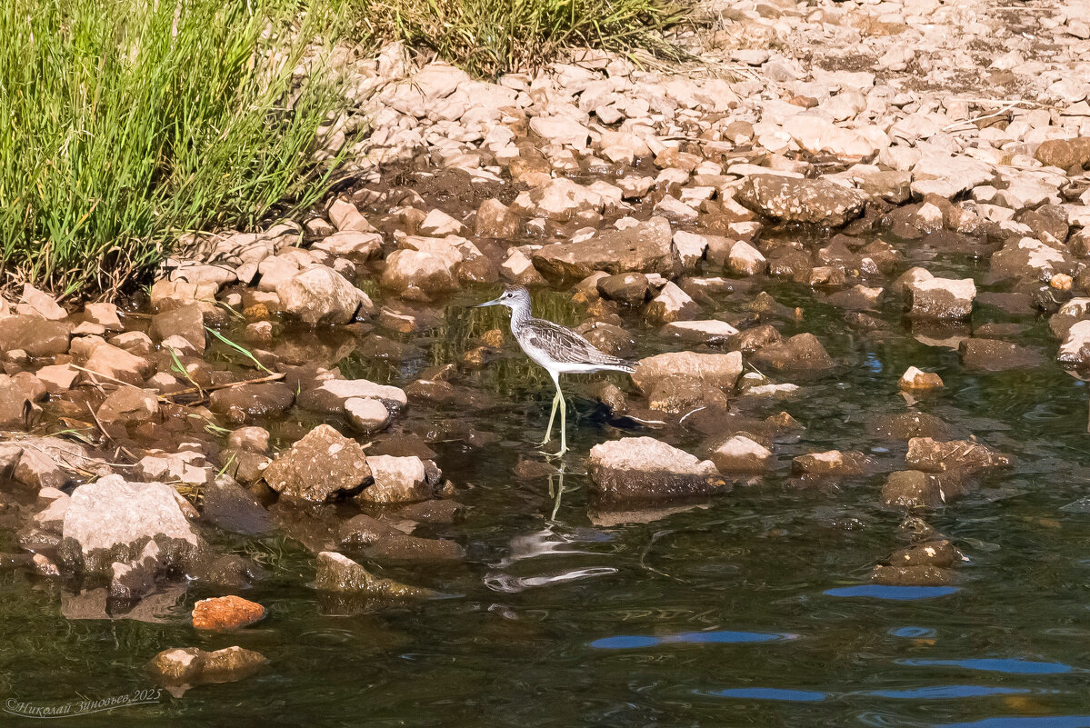 Интересная птичка попалась летом - Поручейник, суетливо бегает по мелководью - Николай Зиновьев Интересная птичка попалась летом - Поручейник, суетливо бегает по мелководью - Николай Зиновьев