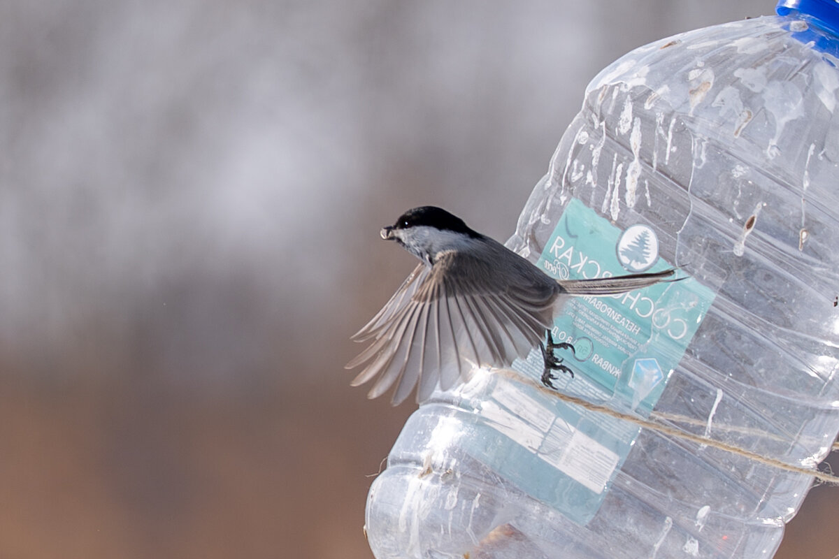 2 - Сергей Флетчер