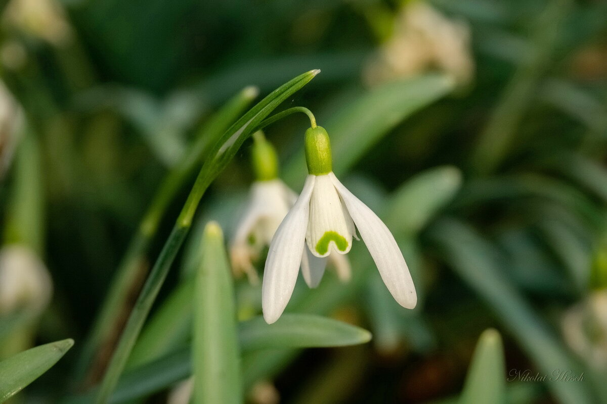 Подснежник... - Николай Гирш