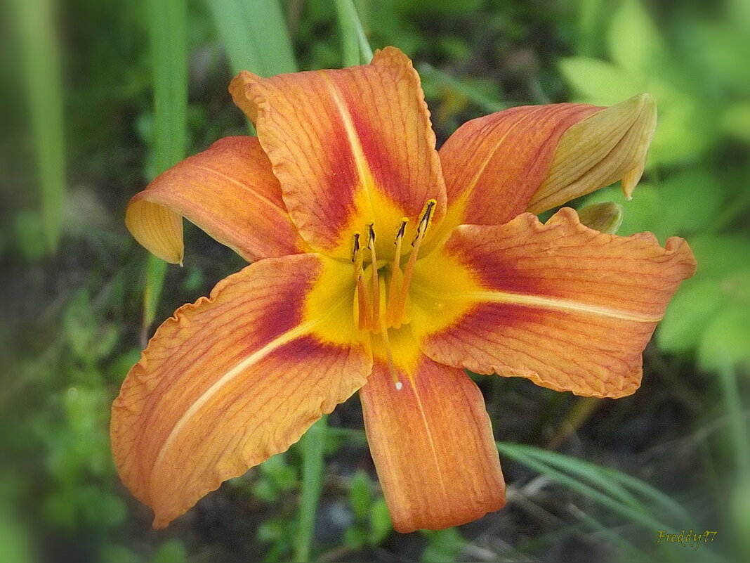 Лилейник - Freddy 97