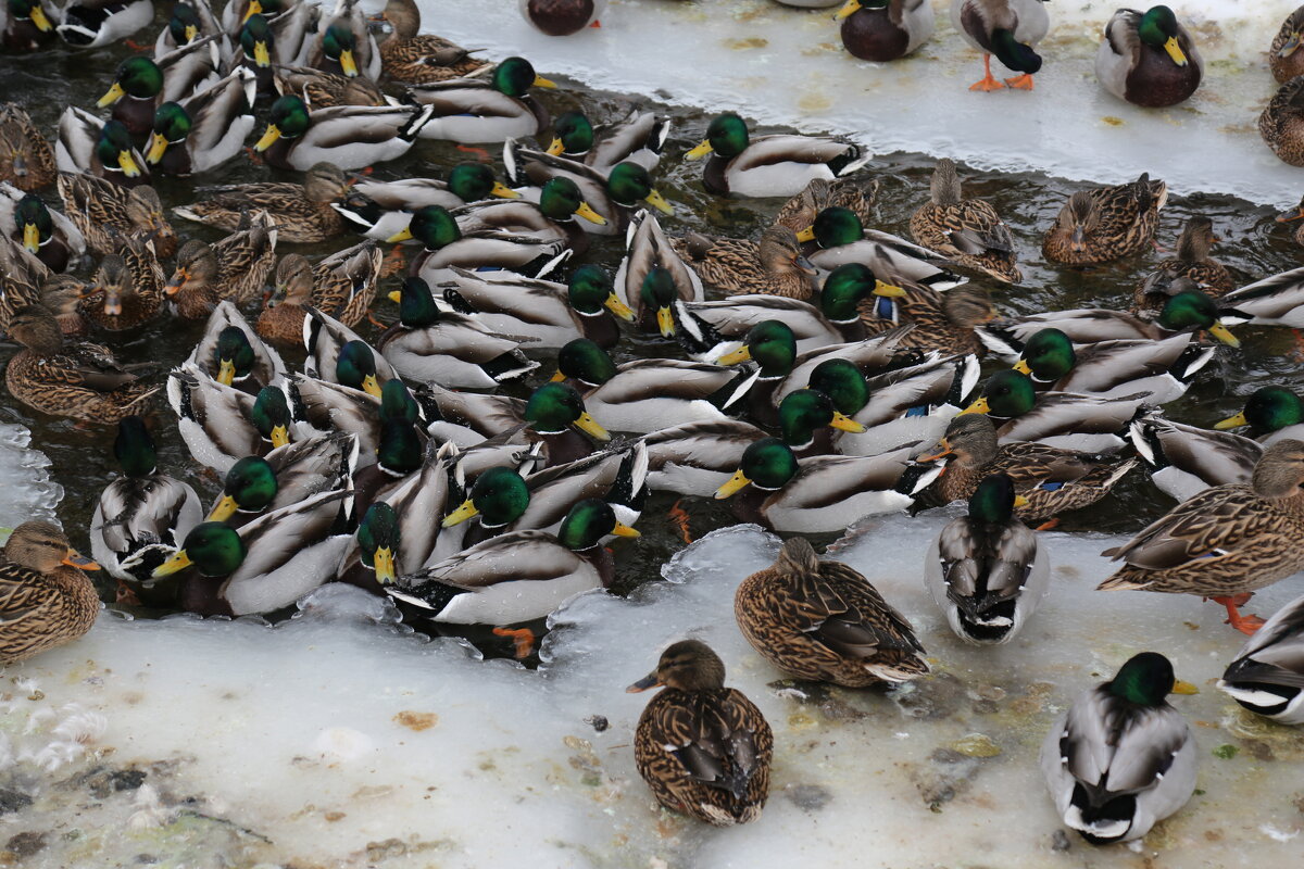 Уточки зимующие на канале - Танзиля Завьялова