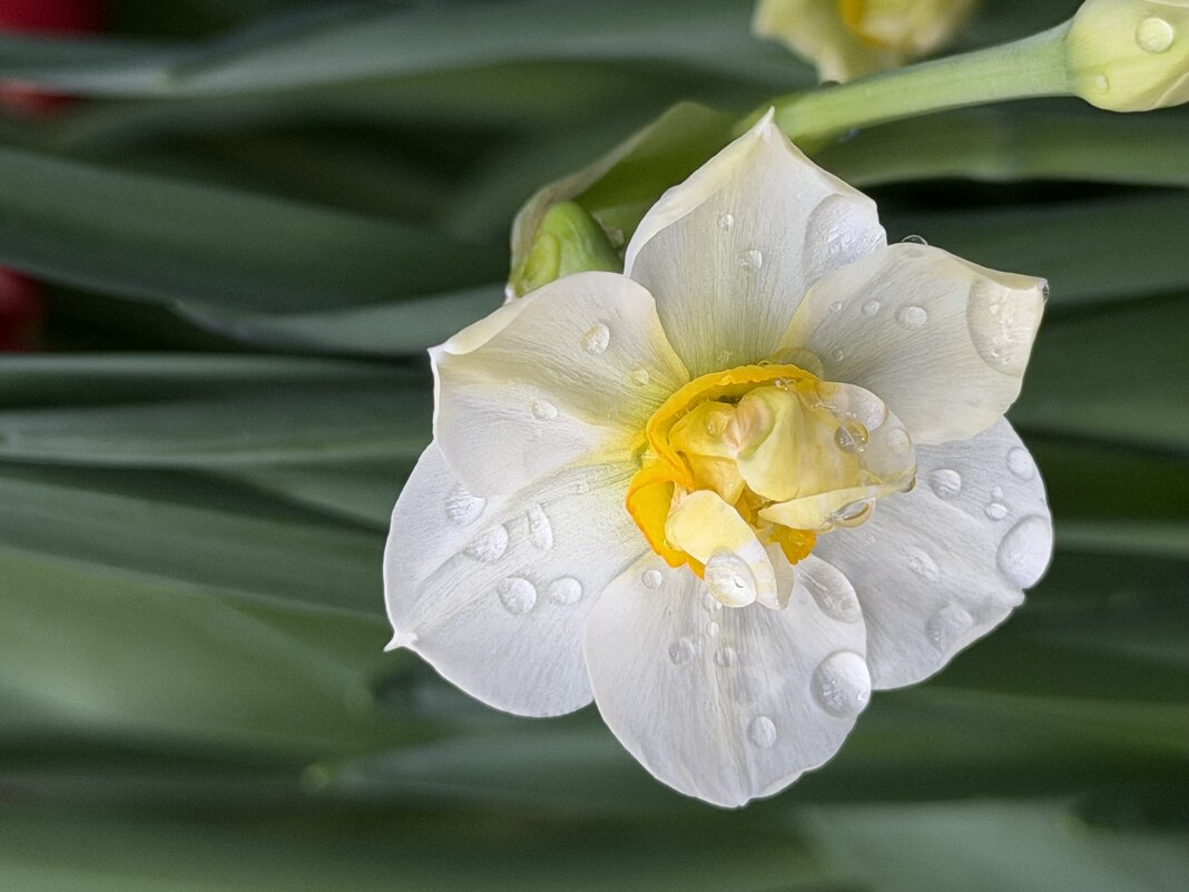 Нежный - Pippa Нежный - Pippa