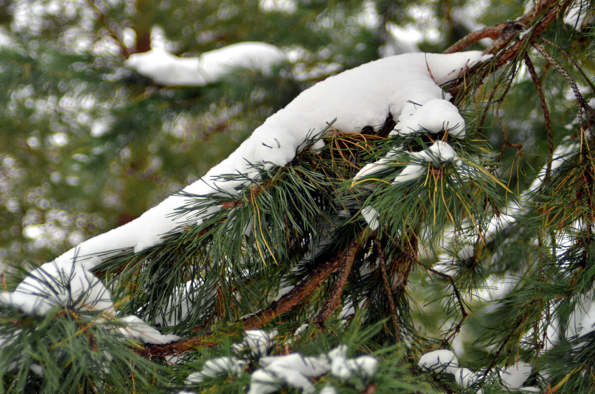 . - Дмитрий Шароватов