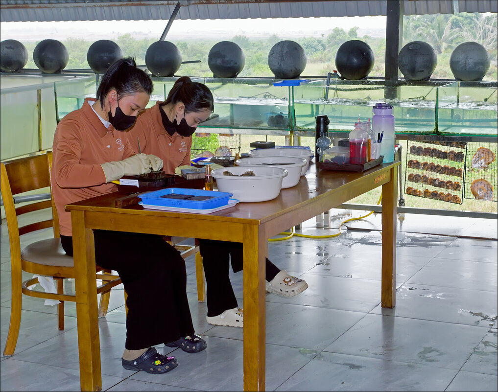 Расти, жемчужина! - Валерий Готлиб