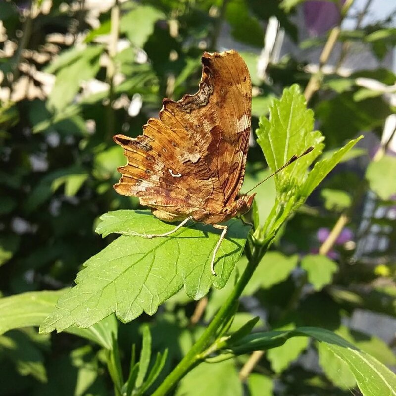 Бабочка - Вячеслав Коломойцев Владимирович