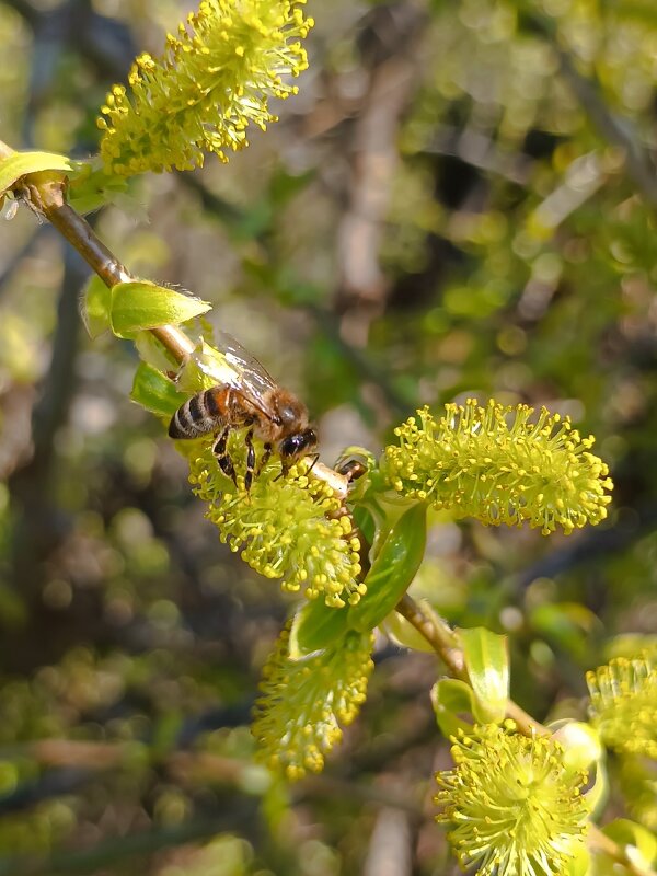 Пчёлка на ивушки сидит - Вячеслав Коломойцев Владимирович