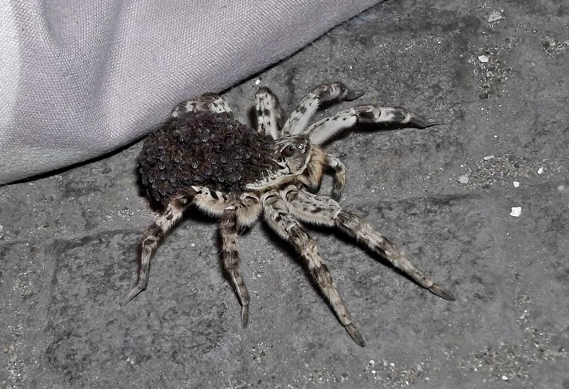тарантул с потомством - Aндрей Антонов