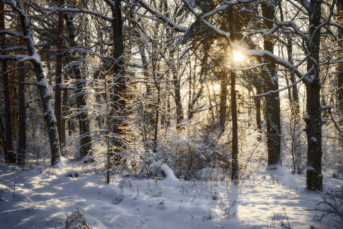 Мороз и солнце; день чудесный! - Валерий VRN